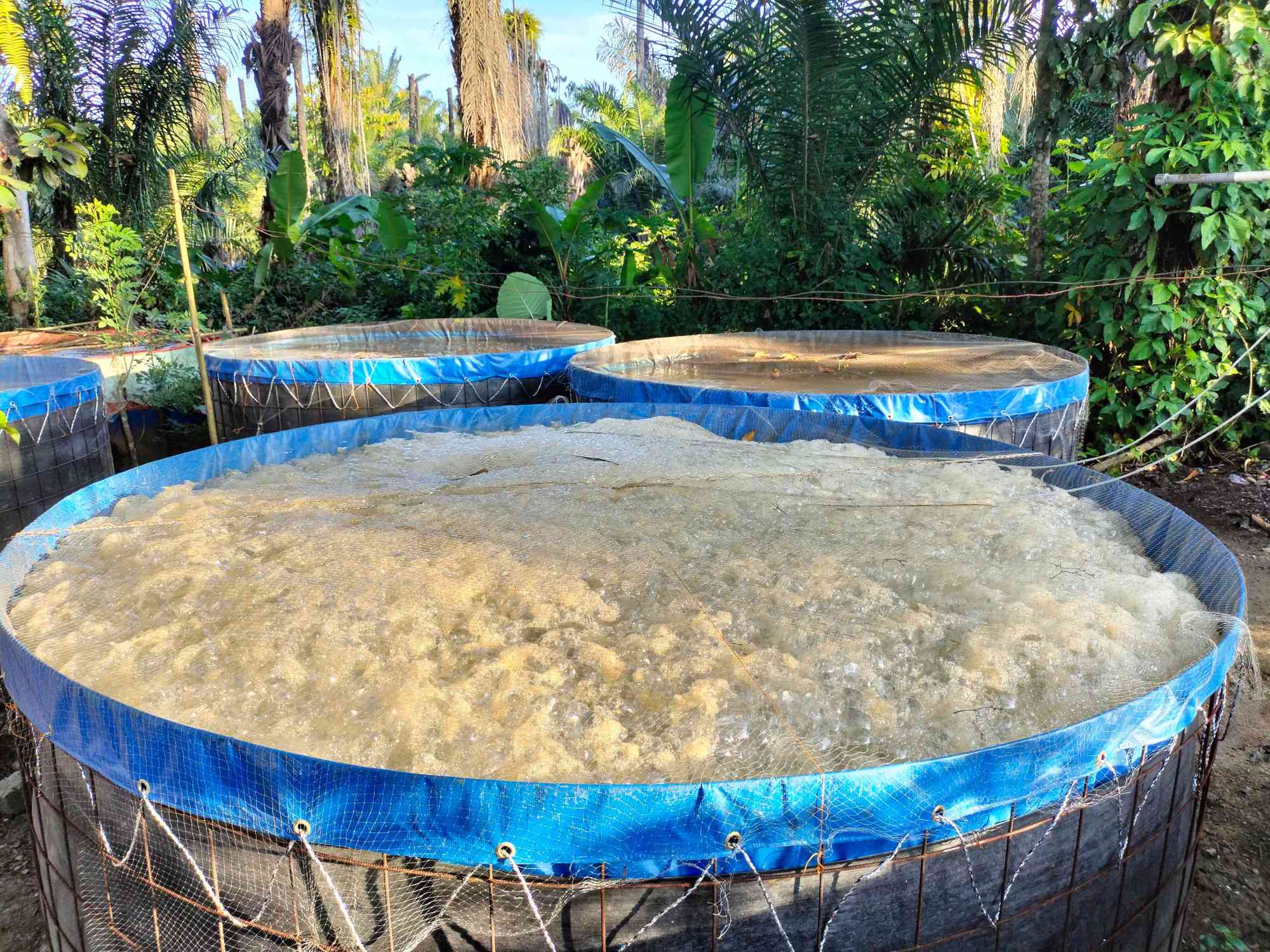 Kelebihan Budidaya Dengan Sistem Bioflok