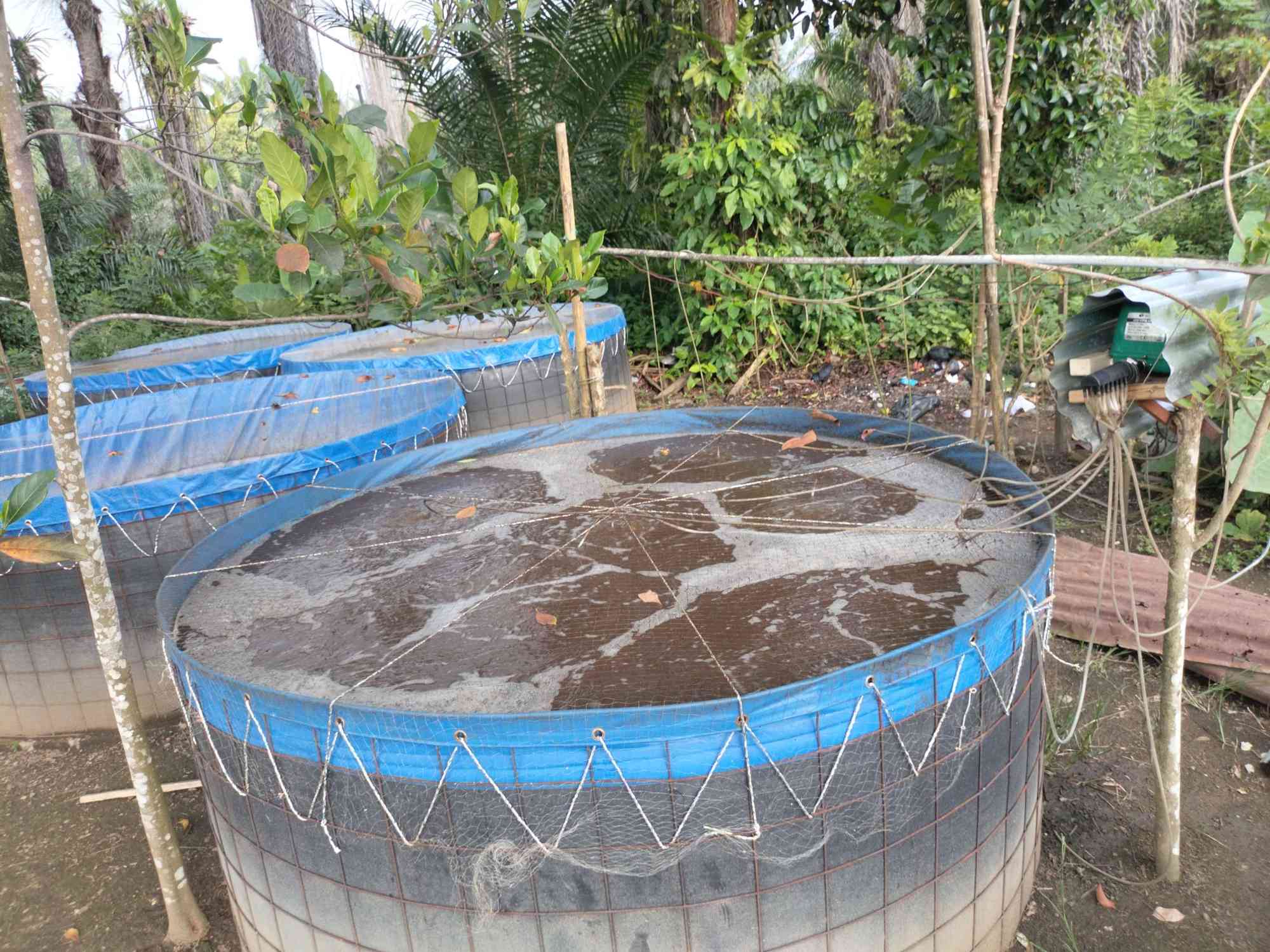 Cara Memulai Kolam Bioflok Untuk Pemula