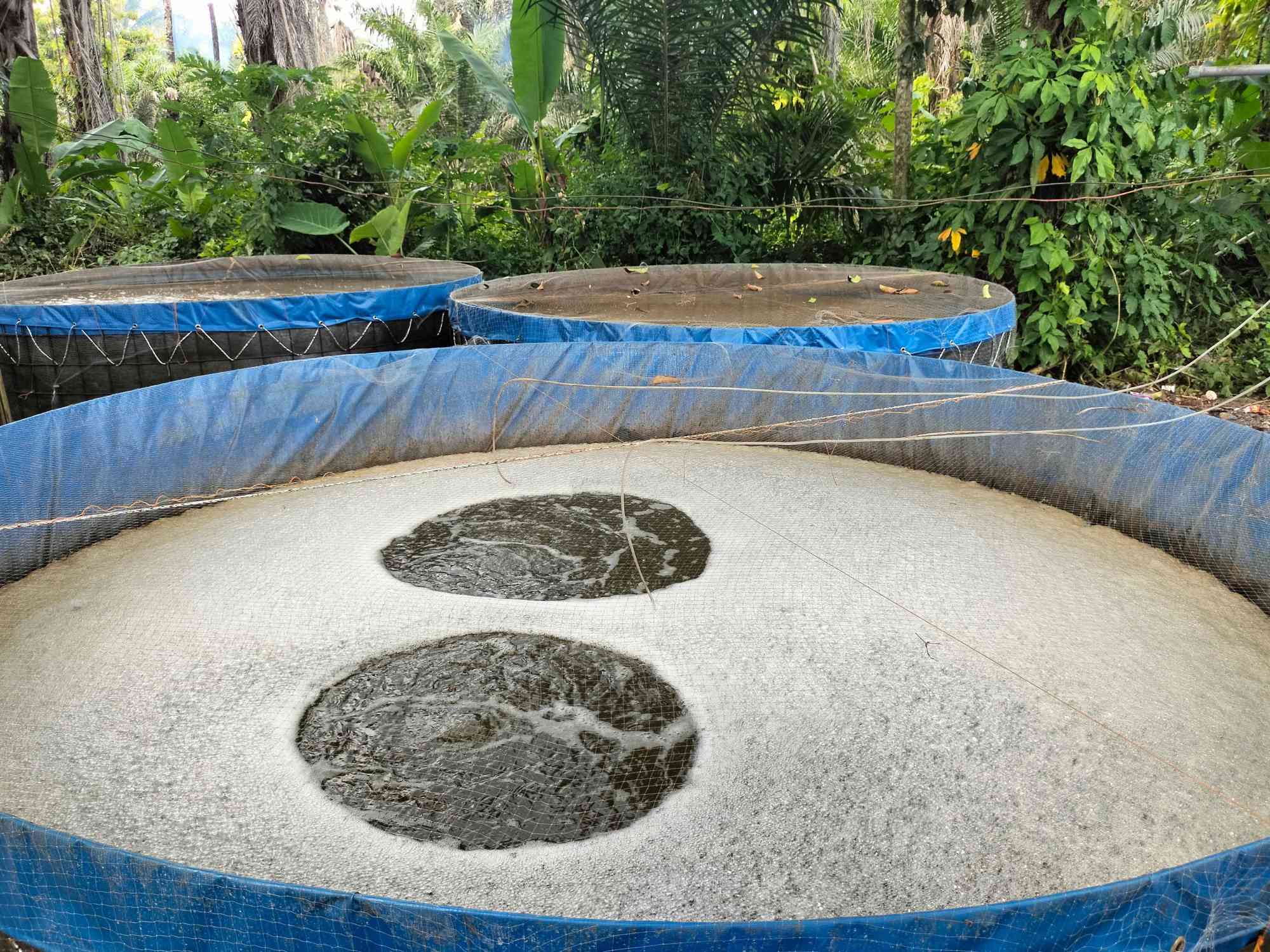 Apa Itu Sistem Bioflok?