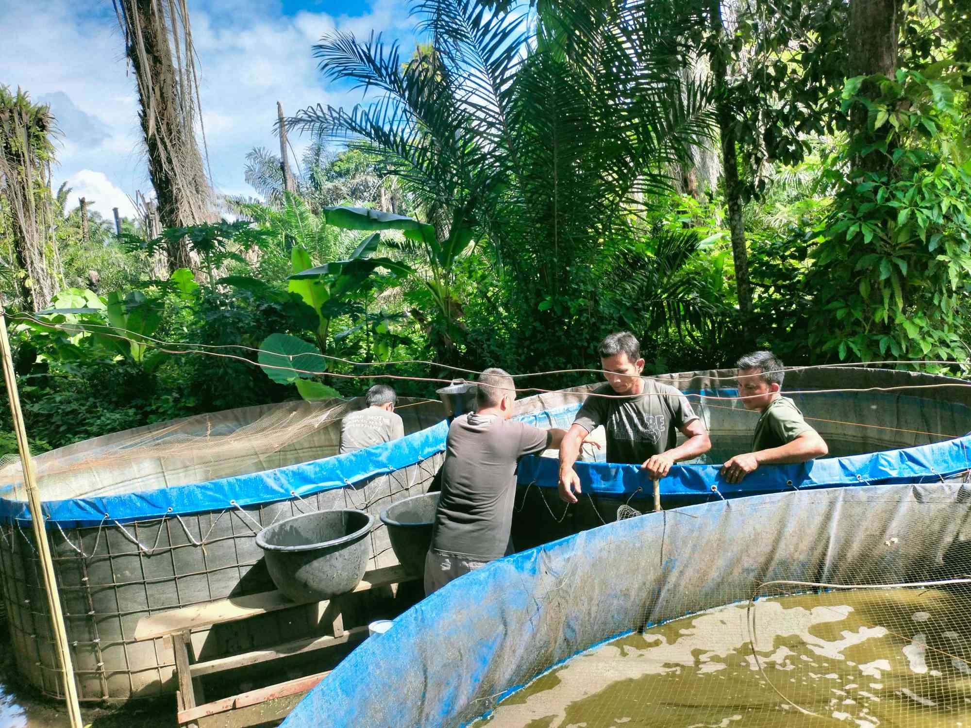 Penyortiran Lele Bioflok